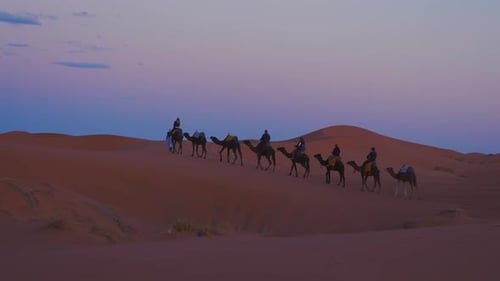 Un bédouin mène une caravane de chameaux avec des touristes à travers le sable du désert