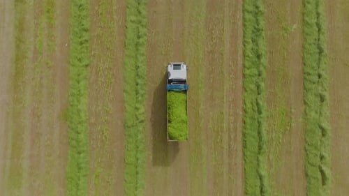 LKW beladen mit frisch geschnittener Silage, der ein abgeerntetes Feld verlässt.