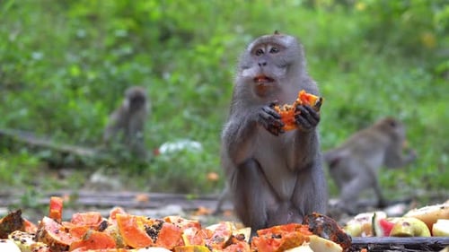 Monkey Eating Papaya in Natural Habitat
