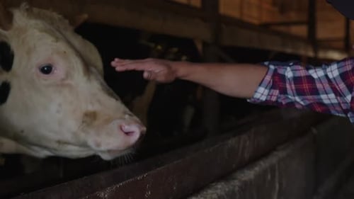 Young Adult Petting a Cow in a Barn