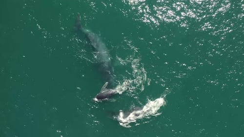 Vista aérea de ballenas jorobadas.
