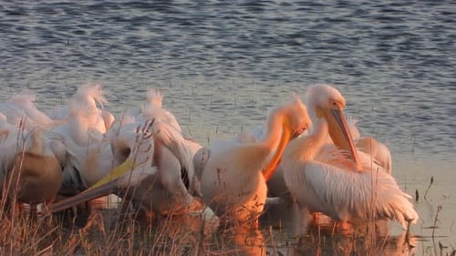 A Flock of White Pelican Heron Birds by the Water