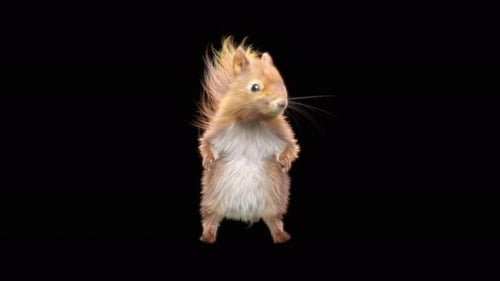 Cute Red Squirrel Standing Animated Alpha Channel