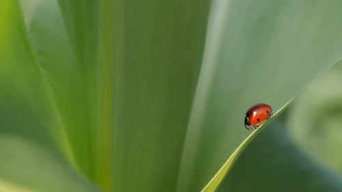 Corn leaves and ladybug shallow DOF 4K 2160p 30fps UltraHD footage - Red Coccinellidae beetle close-
