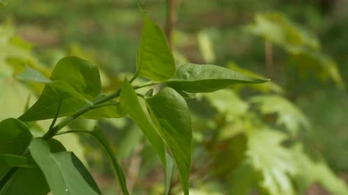 Leaves In The Wind