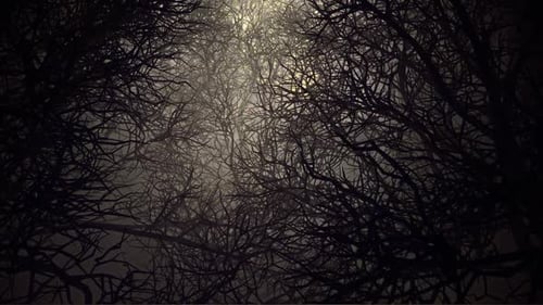 In Night Death Forests 01 HD