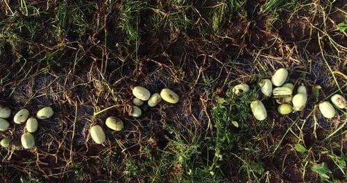 Caméra aérienne se déplaçant le long d'une rangée de courges musquées dans un champ aux vignes tordues.