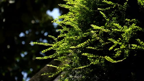 Fern Green Nature