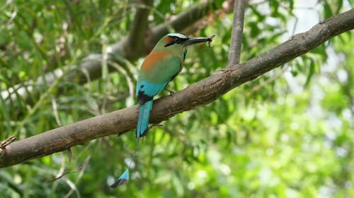 Colorful Motmot Bird with a Butterfly in its Beak in the Forest Woodland