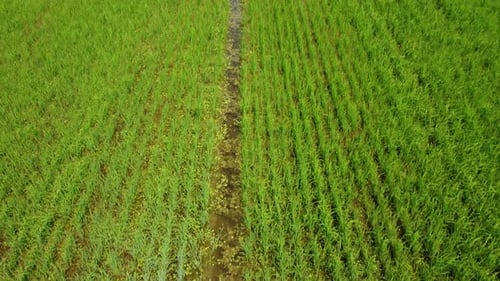 Rice Paddy Agriculture Field