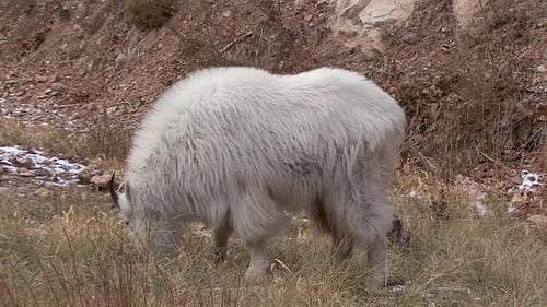 eine Nahaufnahme einer Bergziege beim Füttern