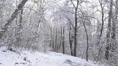 Forest path snowed by winter slow pan 4K drone video