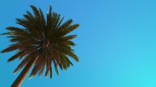 Swaying Palm Tree Against Clear Blue Sky Loop