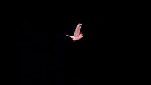 Perroquet rose - Cacatoès Mitchell - Flying Around - Boucle transparente