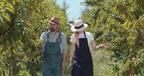 Happy Family of Farmers Walking at Own Peach Garden