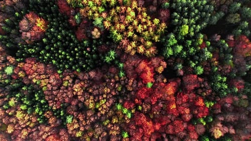 Herbstwald bei Sonnenuntergang. Luftaufnahme der Tierwelt in Polen