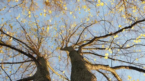 Bäume mit Herbstlaub