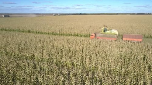 Combine Harvester Collecting Crops From Field