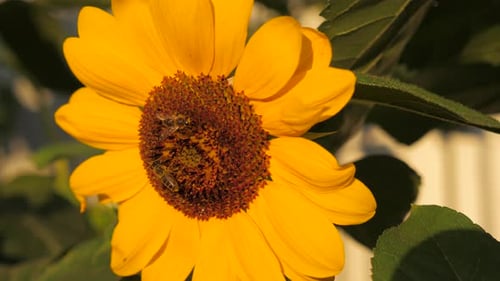 Bees Pollinating a Bright Yellow Sunflower