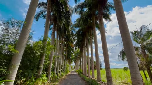 View of the Palm Trees Passing By Under Sunny Blue Skies