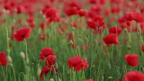 Champ de
coquelicots rouges. Champ de fleurs de pavot. Fleurs de pavot se balançant, flottant dans le vent