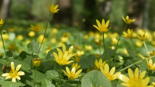 Beautiful Glade With Yellow Summer Flowers