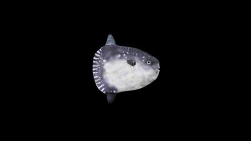 Realistic Animated Mola Mola Sunfish Swimming Loop