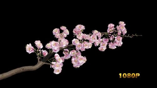 Wachsende Sakura-Niederlassung Full HD