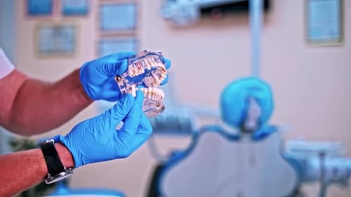 Dental Professional Examines Teeth Model in Office