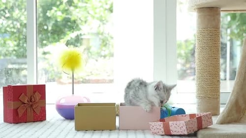 Cute Kitten Playing with Gift Boxes Indoors