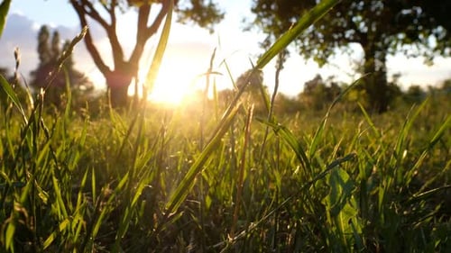 Golden Sunlight Streaming Through Green Grass Field