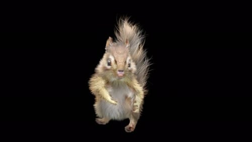 Chipmunk Tanzen 4K