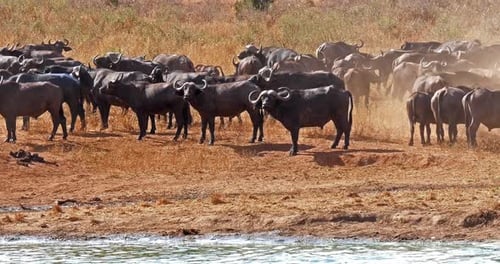 Afrikanischer Büffel, Syncerus Caffer, Herde trinkt am Wasserloch, Tsavo Park in Kenia, Echtzeit 4K