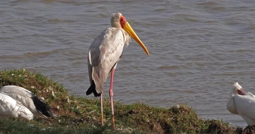 Yellow Billed Stork, mycteria ibis, Adult standing near Pond, Masai Mara Parc in Kenya