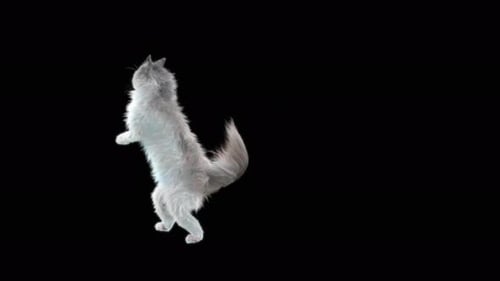 Cat 4K