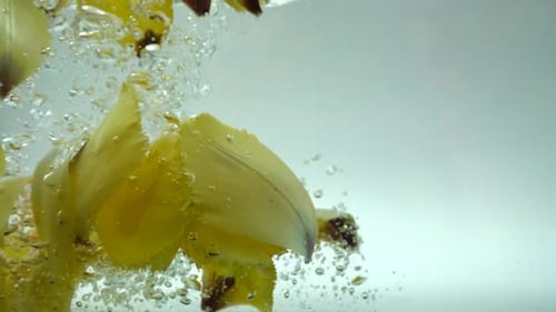 Petals of Tulips Fall in Water 9