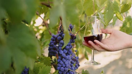 Kelch Rotwein in der Nähe von Bunch of Grapes