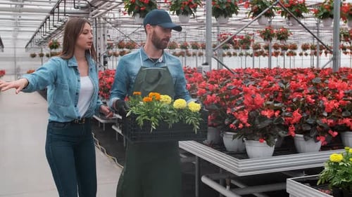 Woman Buying Flowers in a Sunlit Garden Shop. . Young Woman Shopping for Decorative Plants on a