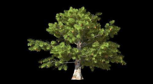 Isolated Conifer Tree