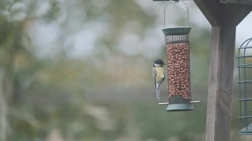 Kohlmeisenvogel ernährt sich von Erdnüssen aus Vogelfutterhäuschen in