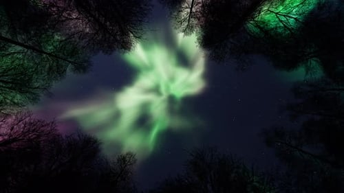 Aurora Borealis Over Trees