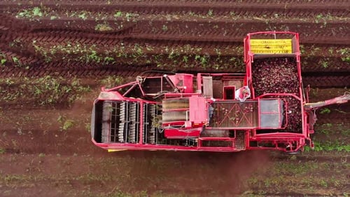 Aerial View of Harvesting Sugar Beets