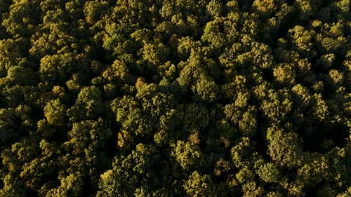 Top Down View of Autumn Forest Fall Woodland Aerial Shot