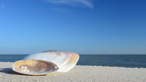 Cockleshells 42
