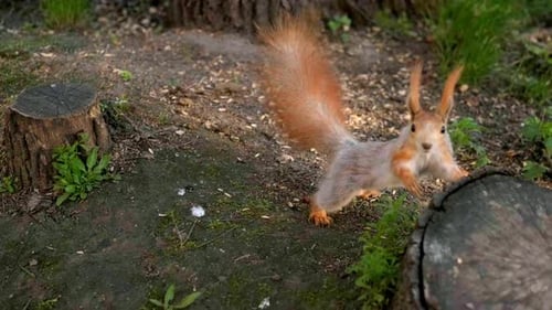 A Fluffy Red Squirrel Runs Up and Climbs a Stump in the Forest