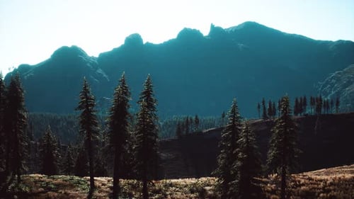 Trees on Meadow Between Hillsides with Conifer Forest