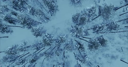 Drone Flies Over a Fabulous Winter Forest Snow Lies on the Tops and Branches of Trees