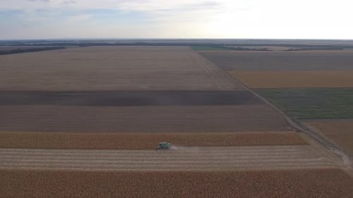 Ernte auf dem Maisfeld