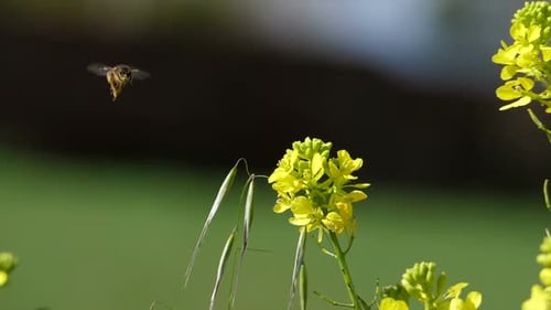 Bee Collects Pollen From Yellow Flowers