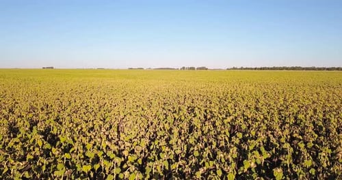 Drohne fliegt über dem landwirtschaftlichen Feld der trockenen Sonnenblumen bereit für die Ernte am Tag - Luftdrohne